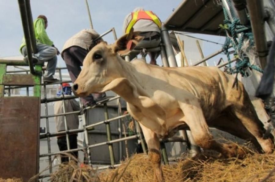 podiumnews.com-IA-CEPA Berlaku, Australia Ekspor 575.000 Ekor Sapi Bebas Bea