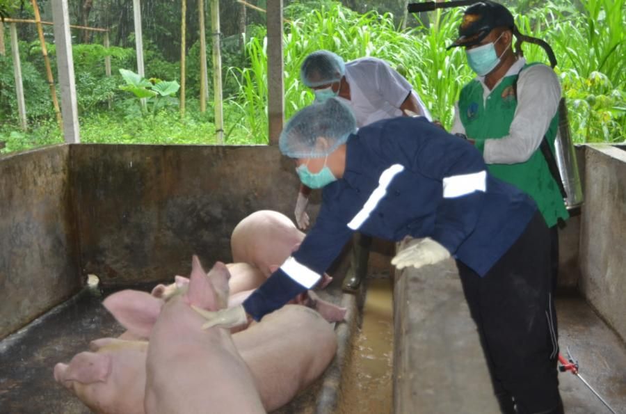 podiumnews.com-Jelang Galungan, Ratusan Babi Siap Potong diperiksa Petugas