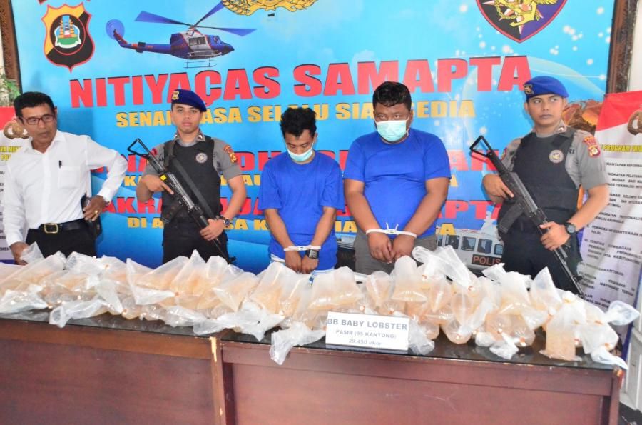 Polairud Gagalkan Penyelundupan Baby Lobster Senilai Rp 16,2 Miliar