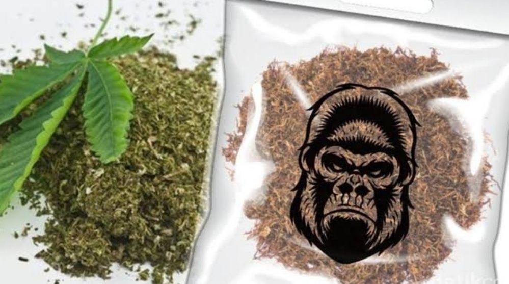 podiumnews.com-Edarkan Tembaku Gorila, Pemuda Pemecutan ini Dituntut 10 Tahun