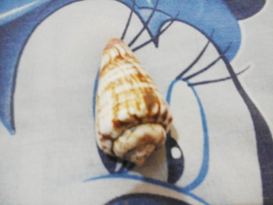 Dikelilingi Pantai Eksotis, Selayar Harapkan Investor dan Pasar Kulit Kerang 