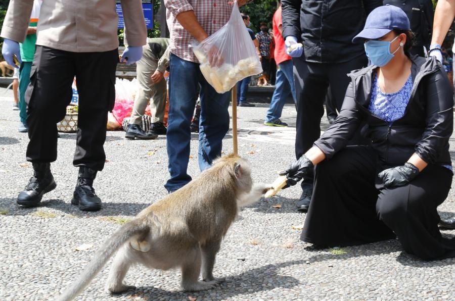podiumnews.com-Bupati Eka Bantu Pakan Satwa Alas Kedaton