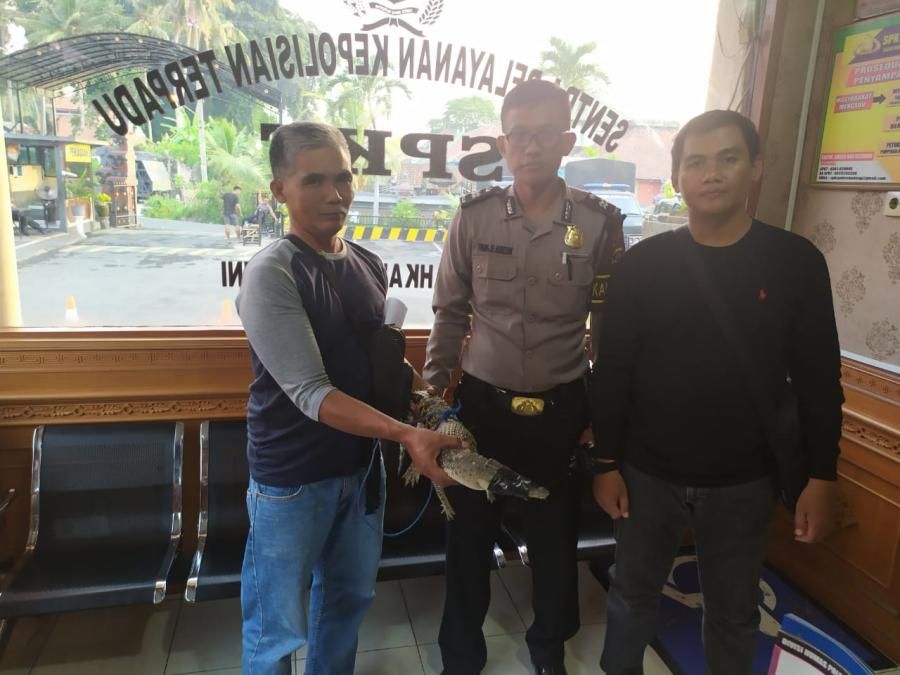 Anak Buaya Berkeliaran di Kebun Warga Mengwi