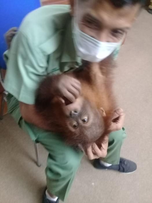 Bonbon, Orangutan Selundupan WNA Rusia Akan Dikembalikan ke Habitatnya