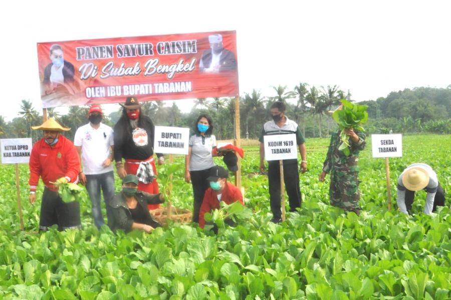 podiumnews.com-Bupati Eka Bantu Petani Subak Bengkel Borong Sayur Hijau 