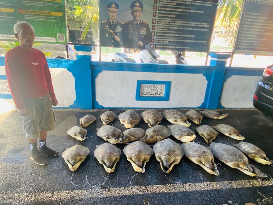 podiumnews.com-Ditpolairud Polda Bali Gagalkan Penyelundupan Penyu Hijau di Buleleng
