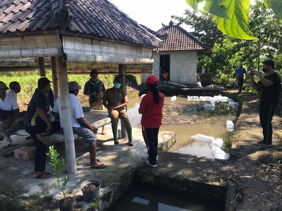 podiumnews.com-Badung Berikan Benih Ikan Gratis Kepada Kelompok Pembudidaya Ikan