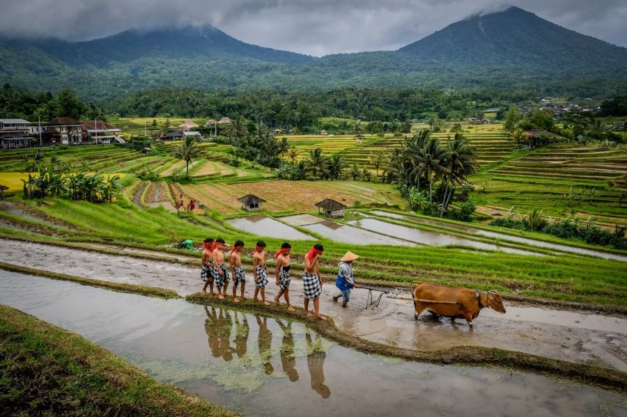 Suasana persawahan di Bali yang terdapat di buku Indonesia Tourism Outlook 2026/2027. (foto/kemenpar.go.id)
