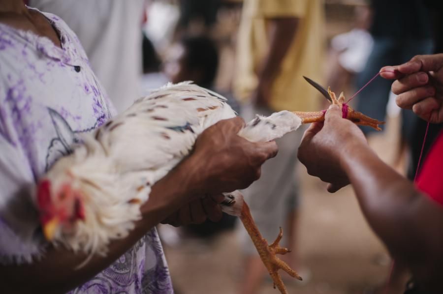 podiumnews.com-Indahkan Corona, Tajen, Karaoke dan Cafe Masih Ramai di Denpasar