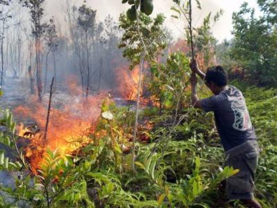 Pembakar Hutan di Tengah Pandemi Covid-19 Dihukum Berat