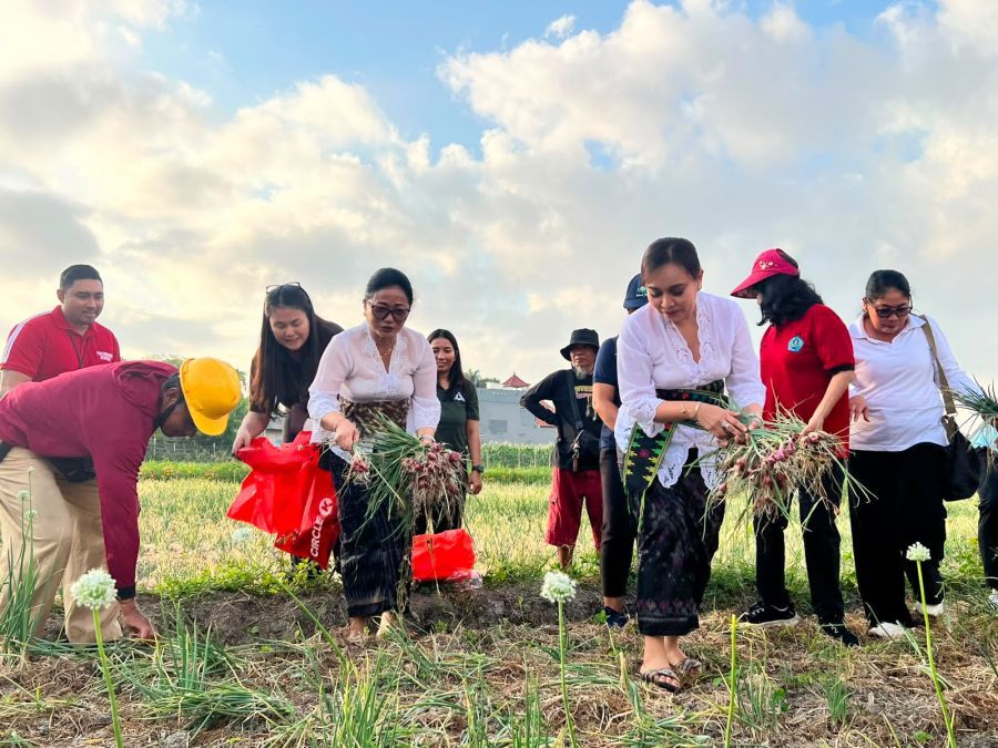 podiumnews.com-Ketua PKK Denpasar Bersama Ketua GOW Panen Bawang Merah dan Jagung Manis