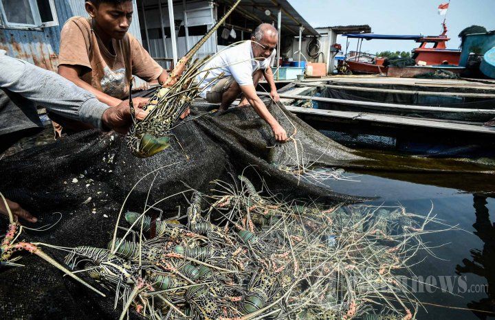 podiumnews.com-KKP Siap Beri Pinjaman Lunak Kepada Nelayan Pembudi Daya Lobster
