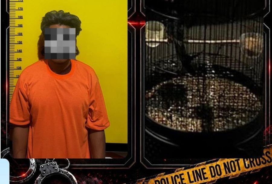 podiumnews.com-Maling Burung Murai Batu di Pemecutan Ditangkap di Probolinggo