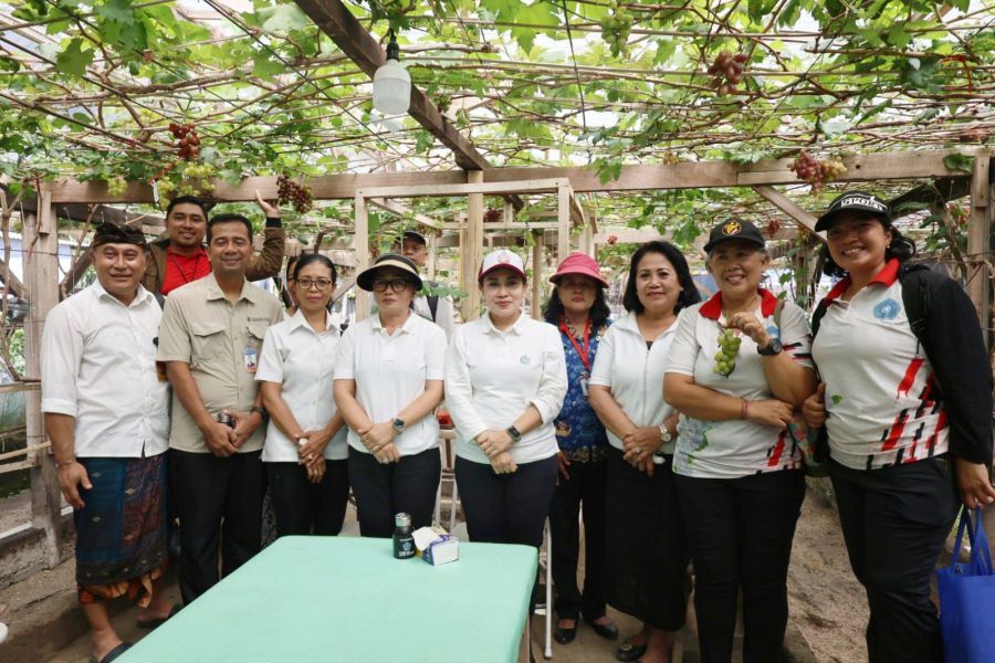 Ketua TP-PKK Kota Denpasar, Ny. Sagung Antari Jaya Negara didampingi Sekretaris I TP-PKK Kota Denpasar, Ny. Ayu Kristi Arya Wibawa serta Kepala Dinas Pertanian Kota Denpasar, Ir. AA Gde Bayu Brahmasta melaksanakan panen anggur di Subak Peraupan Barat, Denpasar Utara, Denpasar, Bali, Rabu (20/5/2026). (foto/sukadana)