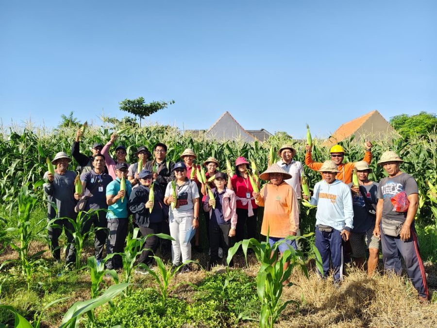 Dinas Pertanian Kota Denpasar melaksanakan panen jagung manis varietas Golden Boy di lahan seluas 20 are yang merupakan bagian dari pemanfaatan lahan bera seluas 1 hektare di Subak Intaran Barat, Desa Sanur Kauh, Kecamatan Denpasar Selatan, Denpasar, Bali, Kamis (2/7/2026). (foto/sukadana)