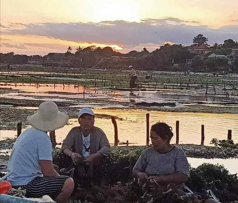 podiumnews.com-Produktif di Tengah Pandemi, Masyarakat Lembongan Kembali Bertani Rumput Laut