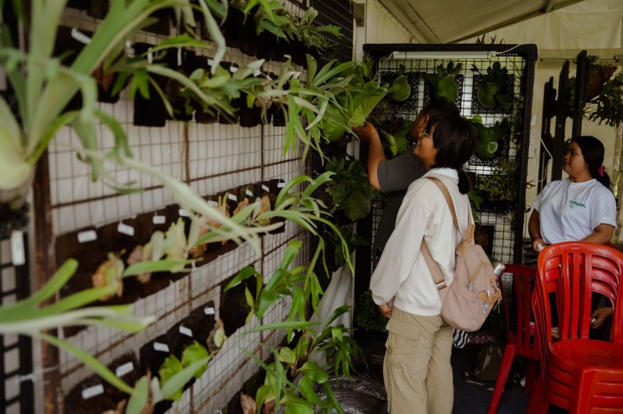 podiumnews.com-Platycerium Exhibition Meriahkan Rangkaian HUT ke-16 Kota Mangupura