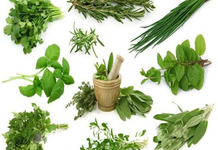 podiumnews.com-Balitbangtan Sebut 50 Tanaman Berpotensi Sebagai Antivirus