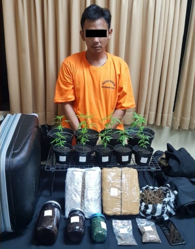podiumnews.com-Pria Asal Jakarta Tanam Ganja dalam Pot Dituntut 15 Tahun