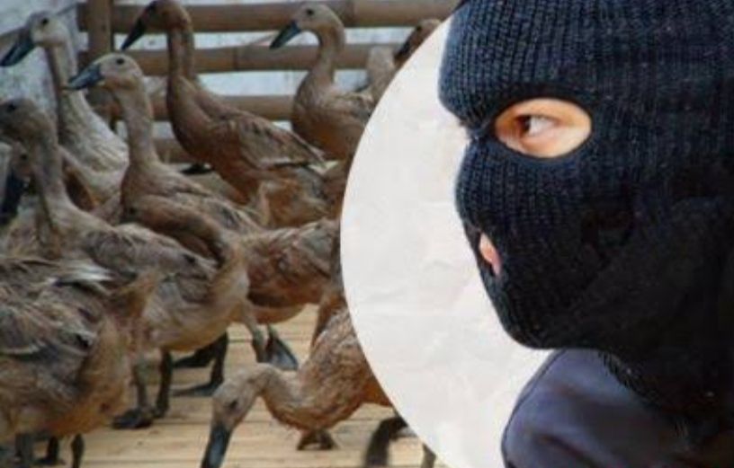 podiumnews.com-Pria ini Karungi 51 Ekor Itik Tetangga untuk Beli Magicom dan Sepatu