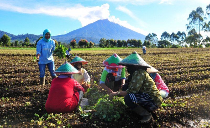 BPS: Upah Nominal Buruh Tani Juli 2020 Naik 0,20 Persen