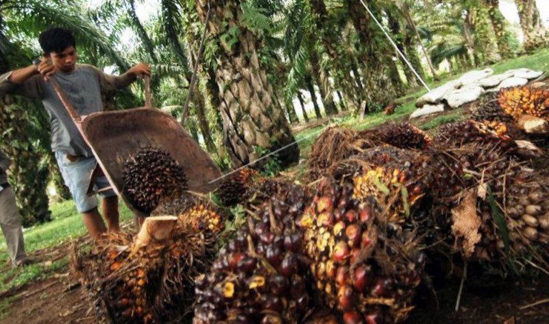 podiumnews.com-Gapki Catat Nilai Ekspor Sawit Juli Meningkat 15 Persen