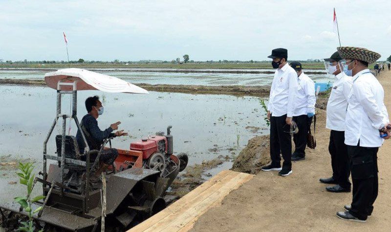 Tingkatkan Produksi, Kementan Gunakan Varietas Unggul di Food Estate