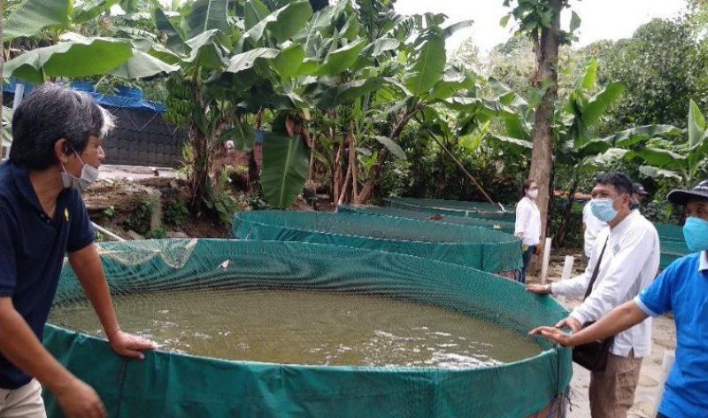 podiumnews.com-Pandemi COVID-19 Membawa Berkah, Permintaan Lele di Bali Meningkat