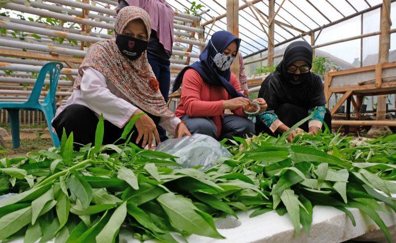 Pentingnya Peran Perempuan Tani dalam Krisis Pangan