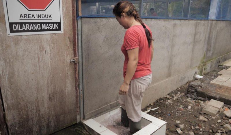 podiumnews.com-Peternak di Kabupaten Badung Gunakan Internet Gratis untuk Biosecurity