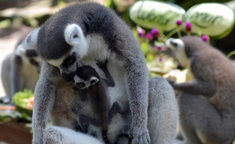 Manfaat Pandemi COVID-19 untuk Revitalisasi Wisata Bali