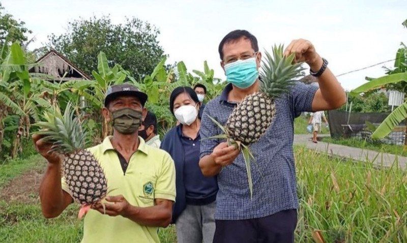 podiumnews.com-Dinas Pertanian Denpasar Mulai Kembangkan Nanas Madu Subang