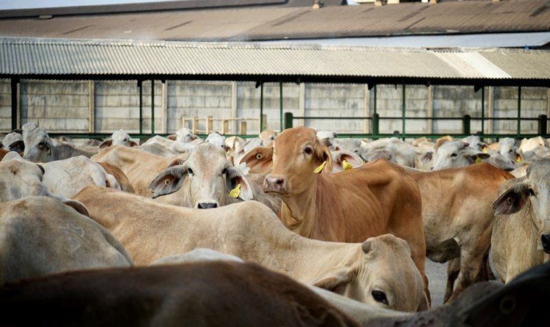 podiumnews.com-Sapi Indukan Jangan Bergantung Pada Impor