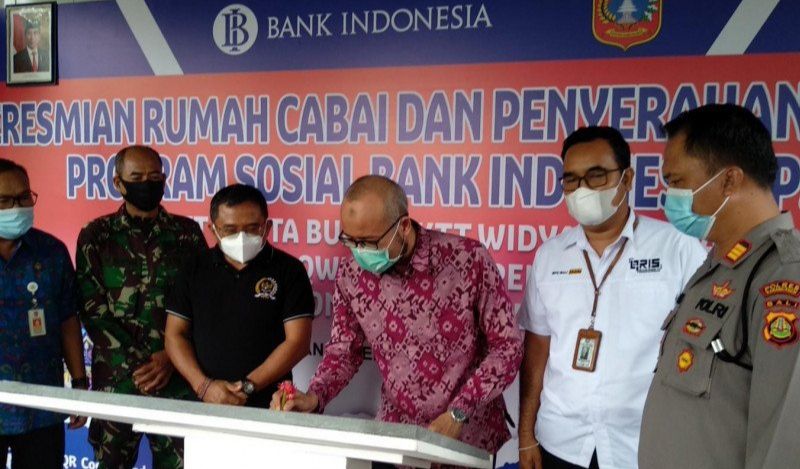 podiumnews.com-BI Bali Bina Petani di Karangasem, Kembangkan Cabai dari Hulu Hingga Hilir