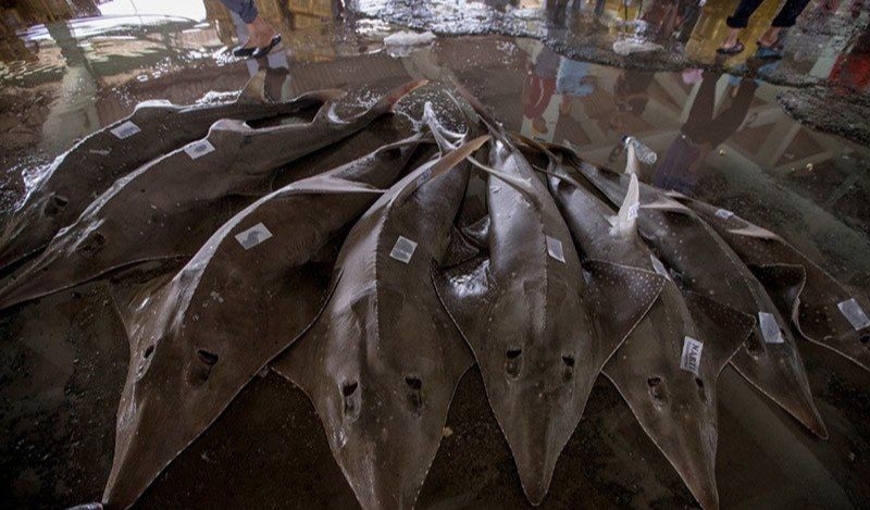 podiumnews.com-Anggota DPR: Harus Ada Upaya Cegah Kepunahan Ikan