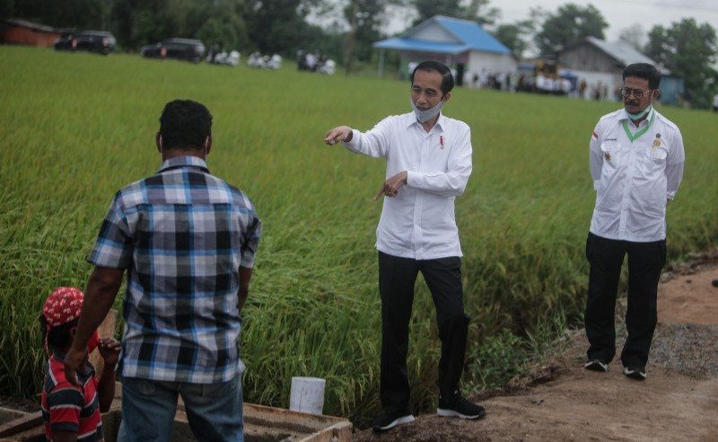 podiumnews.com-Presiden Jokowi Minta Food Estate Tuntas 2021