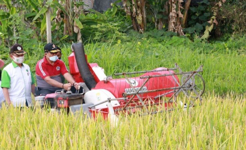 podiumnews.com-Pemkab Klungkung Panen Perdana Padi Varietas M70D