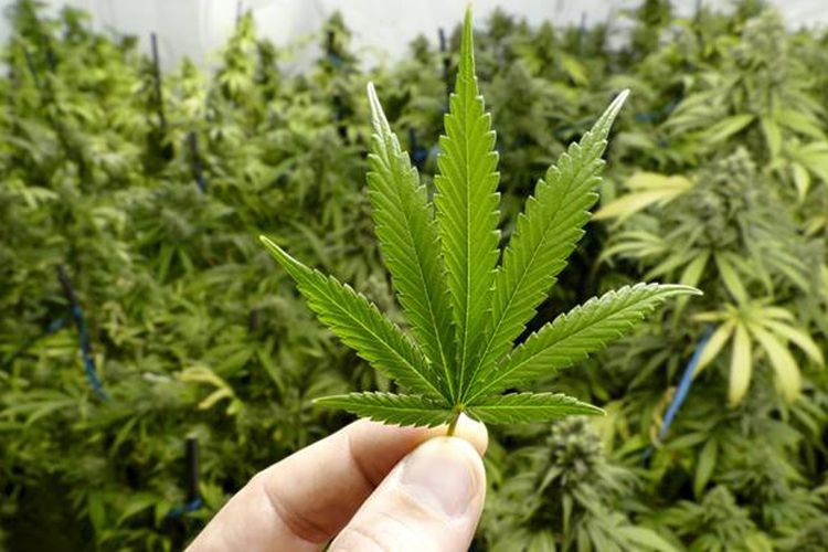 MAHUPIKI: Kepmentan Terkait Ganja Jangan Sekedar Dicabut untuk Direvisi