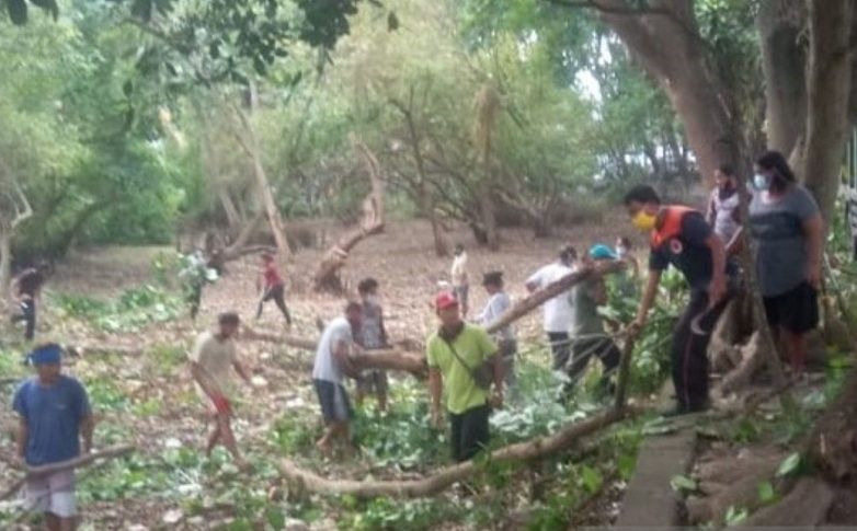 podiumnews.com-BPBD Denpasar Raihkan Pohon Perindang Pantai Matahari Terbit