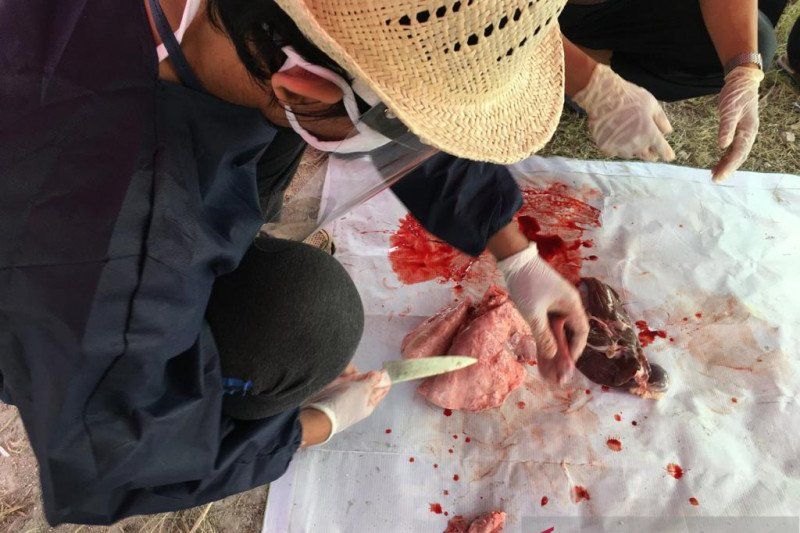 podiumnews.com-Organ Kurban Mengandung Cacing Hati Dimusnahkan 