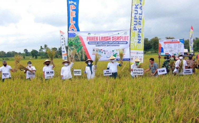 podiumnews.com-Pupuk Kaltim-KTNA Banyuwangi Panen Demplot Dukung Ketahanan Pangan
