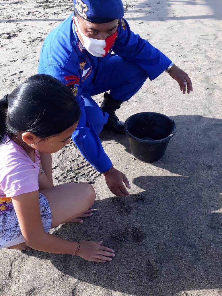 podiumnews.com-Penemuan Tukik di Pantai Petitenget Dilepaskan Kembali ke Laut 