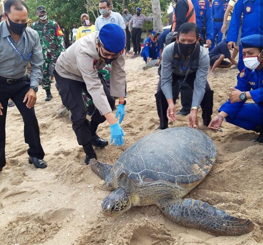 podiumnews.com-25 Ekor Penyu Hijau Dilepaskan Kembali di Pantai Kuta
