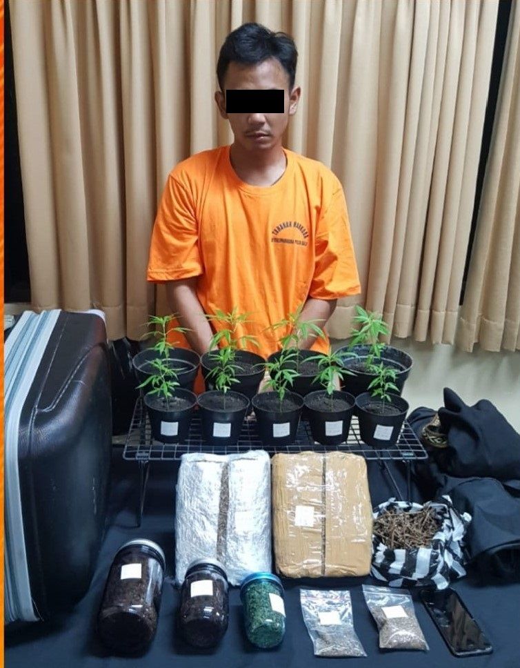 podiumnews.com-Polda Bali Amankan 7 Pot dan 2,6 Kg Ganja Siap Edar dari Pengedar asal Tanggerang