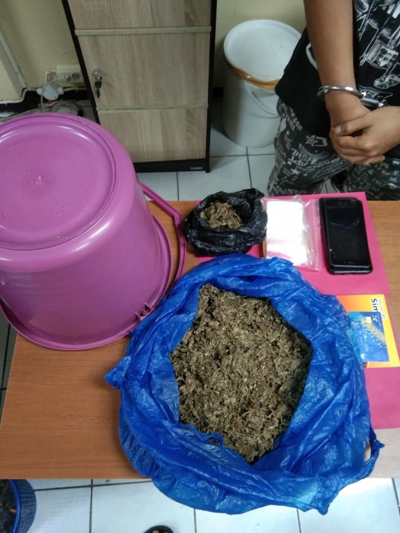 podiumnews.com-Polda Bali Bekuk Pengedar Narkoba dengan 400 gram Ganja Siap Edar