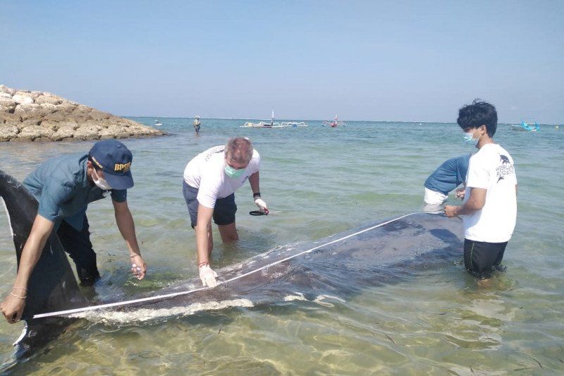 podiumnews.com-KKP Tingkatkan Sinergi Tangani Paus Terdampar di Denpasar