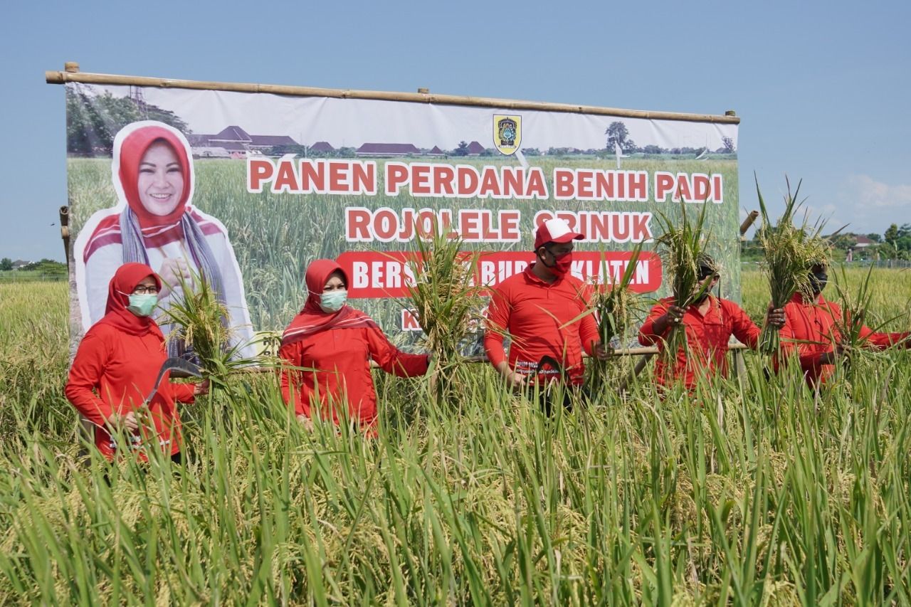 podiumnews.com-ASN Klaten Dikerahkan Beli Beras Rojolele Petani