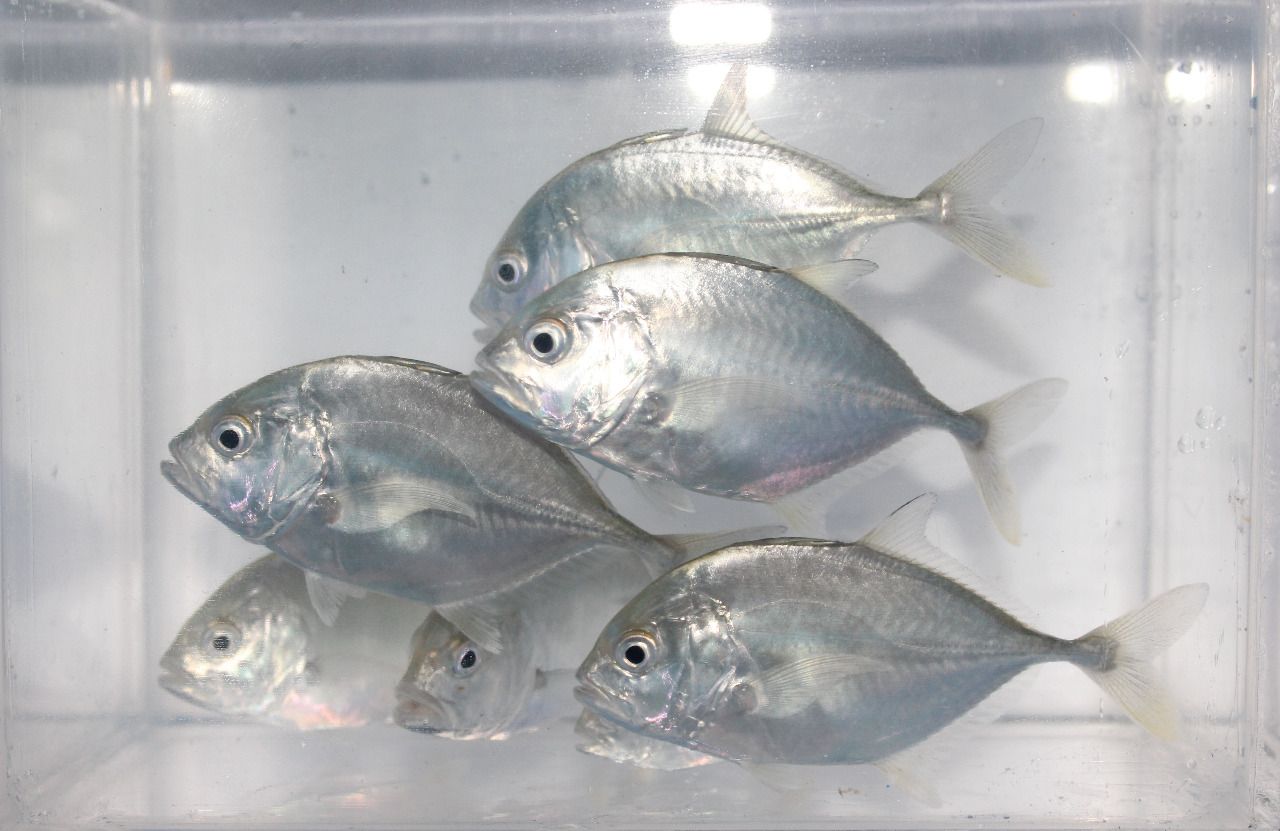 podiumnews.com-KKP Kembangkan Teknologi Budidaya Ikan Bubara untuk Ekspor