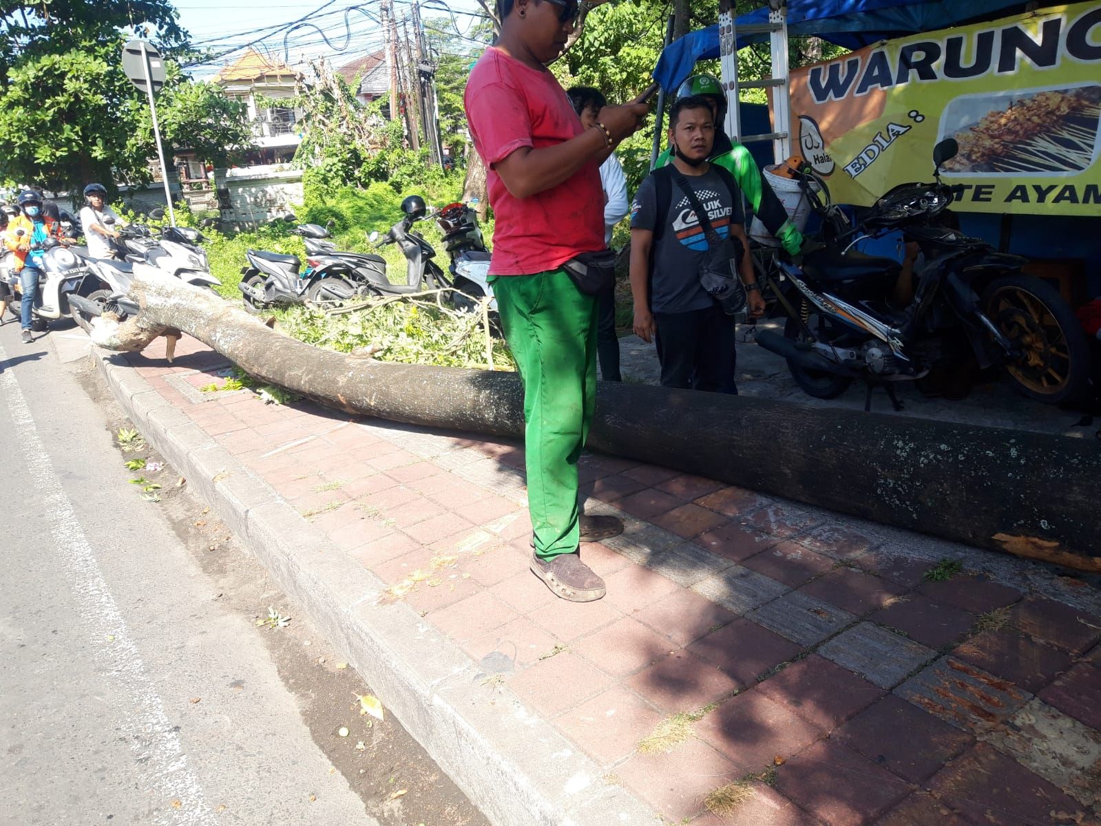 podiumnews.com-Pemotor Tewas Tertimpa Pohon Randu Tumbang 