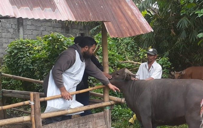 podiumnews.com-Ratusan Sapi Usia di Atas 2 Minggu Divaksin 